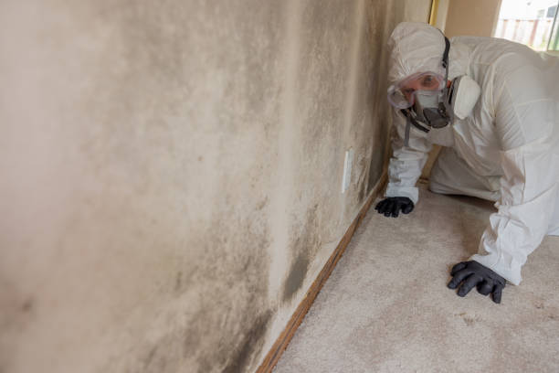 Mold Remediation for Vacation Homes in Harrington Park, NJ